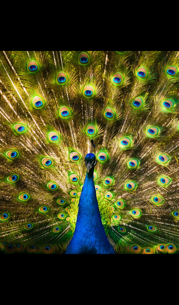 Some Adaptations Of A Peacock - HD Wallpaper 