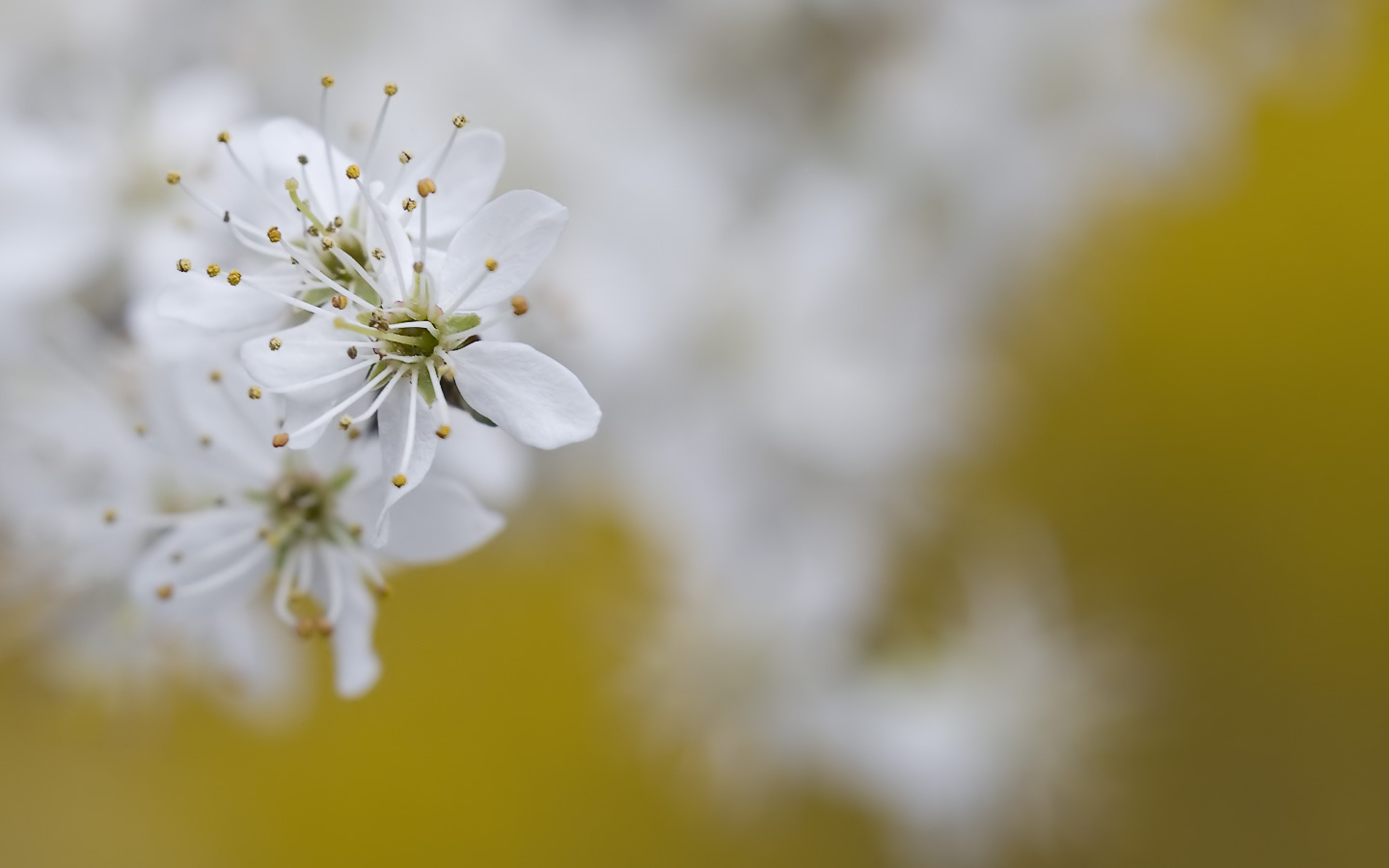 Bildschirmschoner Fr�hling - Kipling Fa Ti Timp - HD Wallpaper 