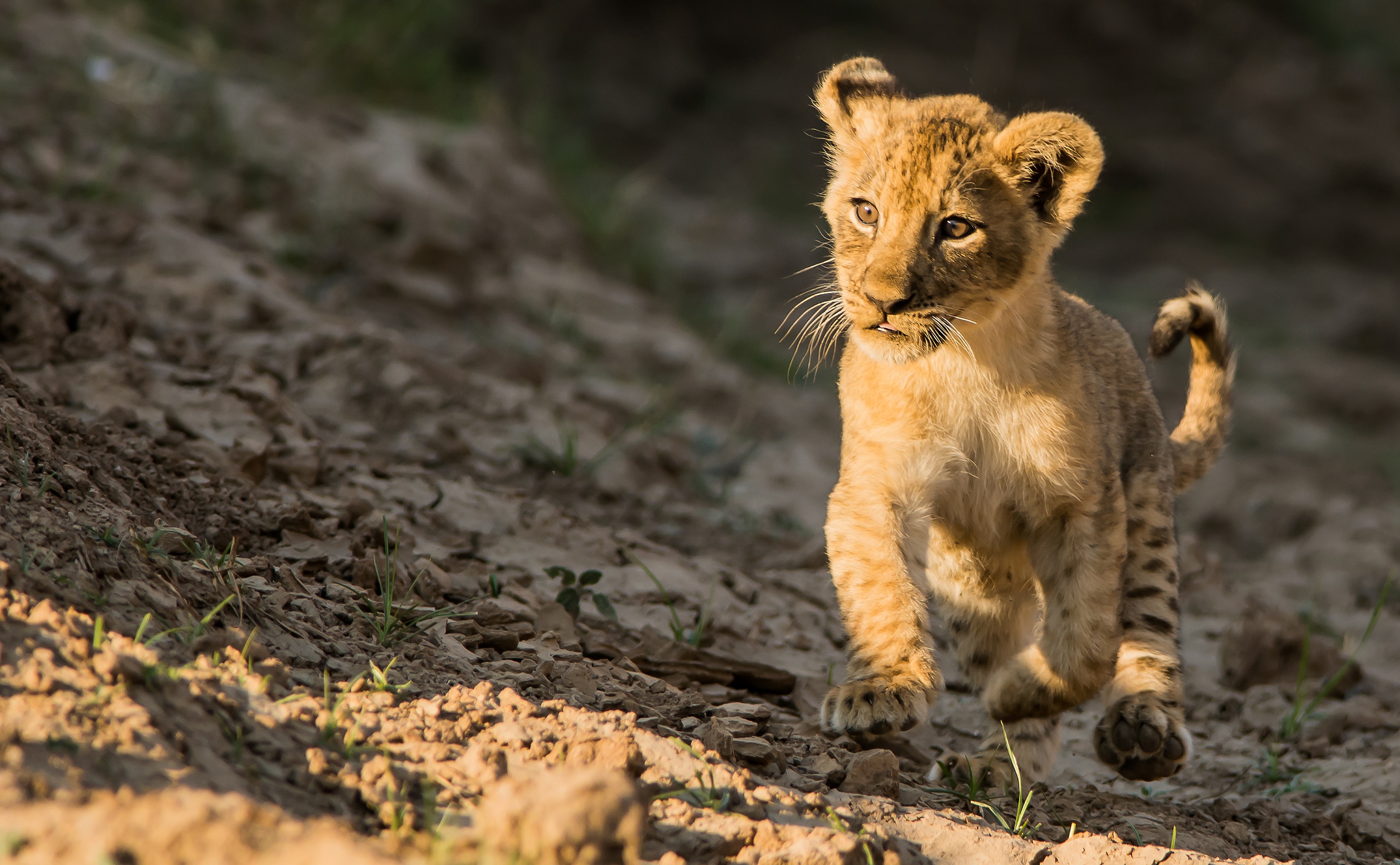 Lions Cubs - HD Wallpaper 