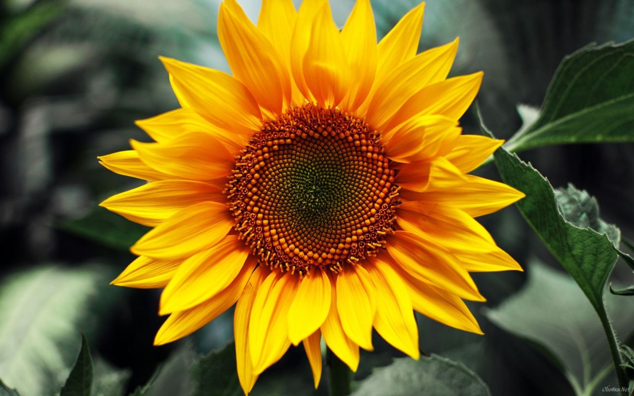 Sunflower Wallpaper - High Resolution Sunflower Jpg - HD Wallpaper 