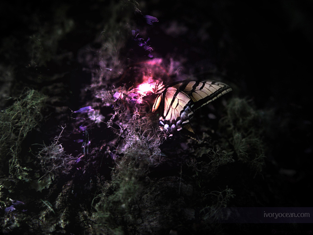 Butterfly Wallpaper - Desktop Background Wallpaper Hd Butterfly - HD Wallpaper 