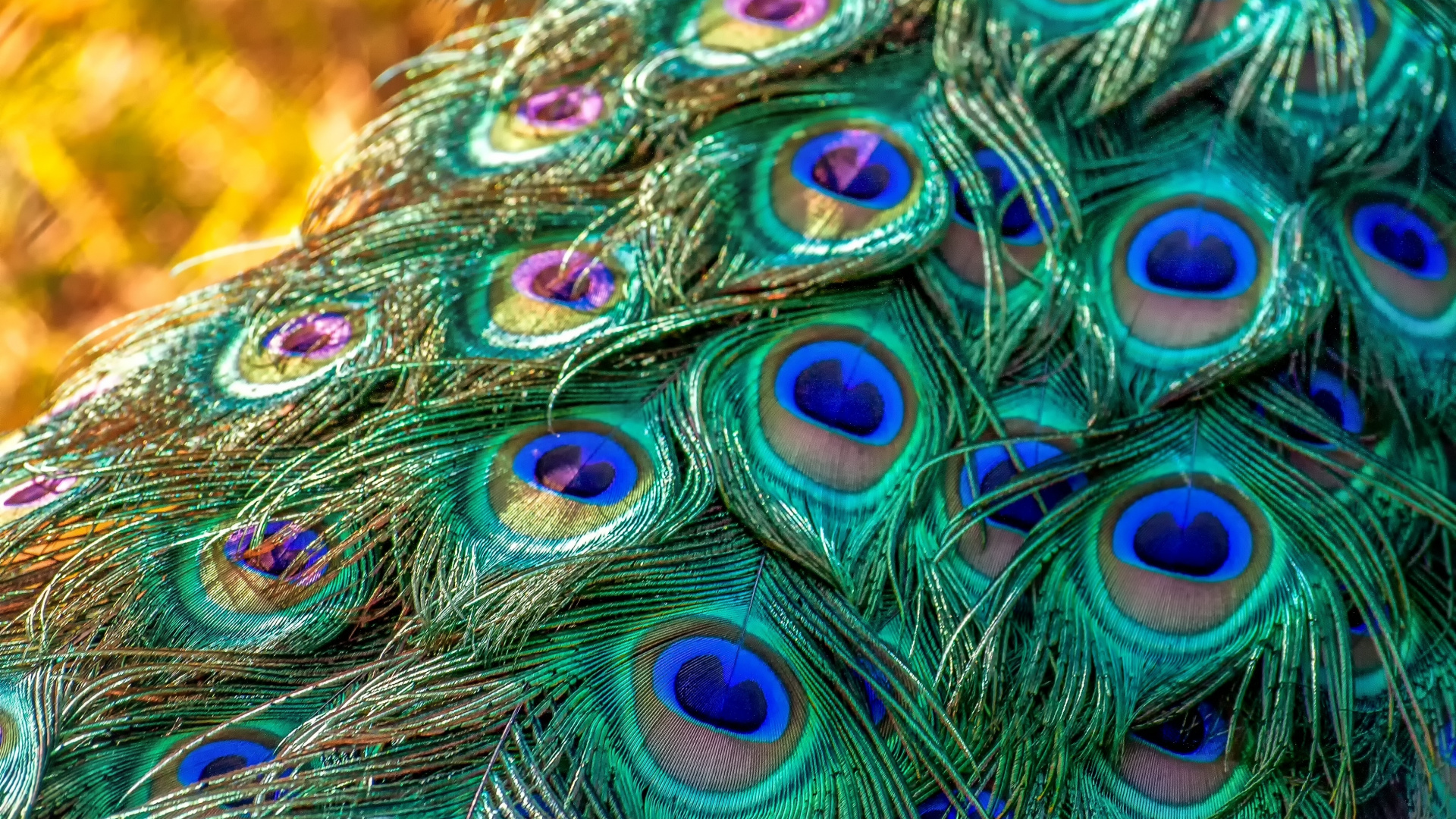 Plumage, Feathers, Bird, Peacock, Wallpaper - Peacock Feather - HD Wallpaper 