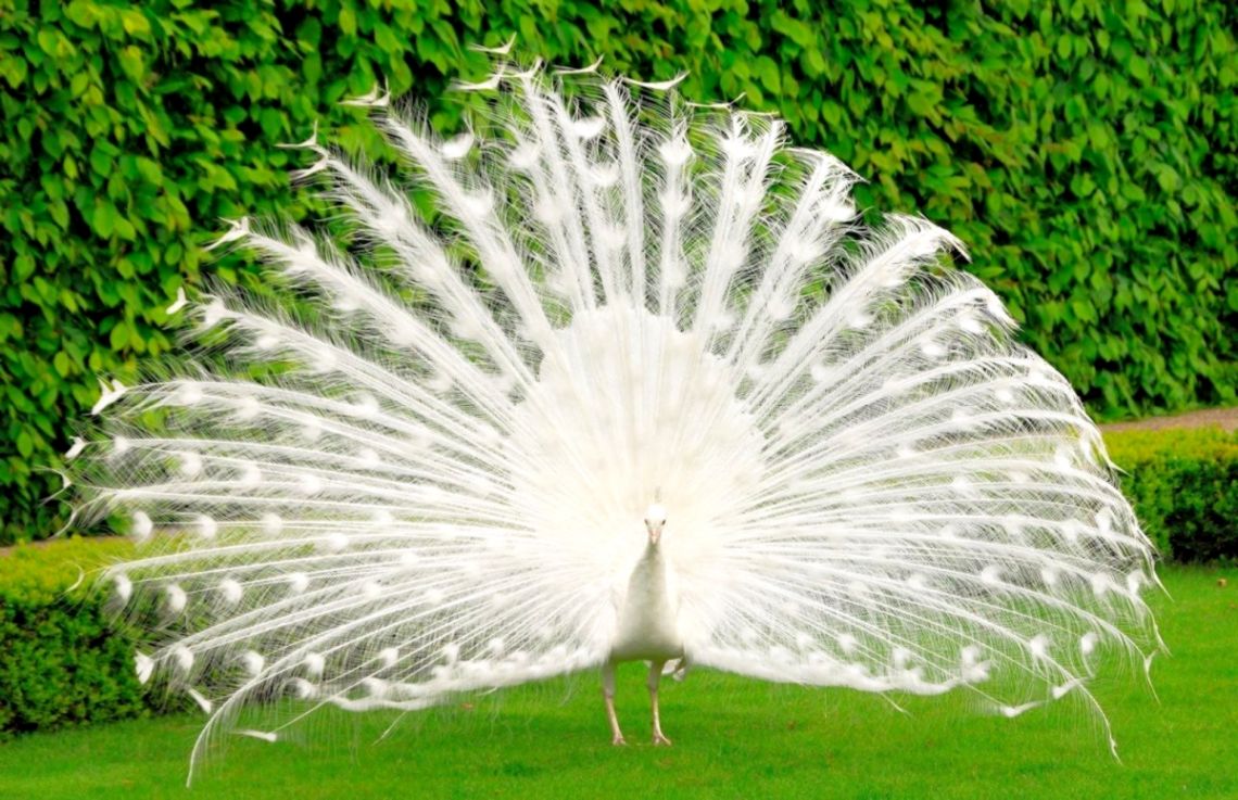 White Peacock Wallpaper Wallpapers Hd Fine Chainimage - White Peacock Images Download - HD Wallpaper 