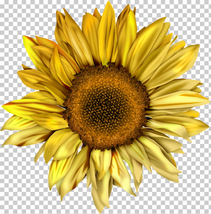 Autumn Sunflower Clip Art - HD Wallpaper 