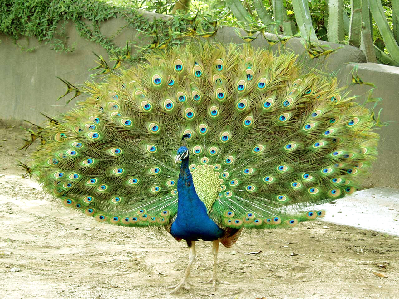 Beautiful Peacock Dp For Whatsapp - HD Wallpaper 