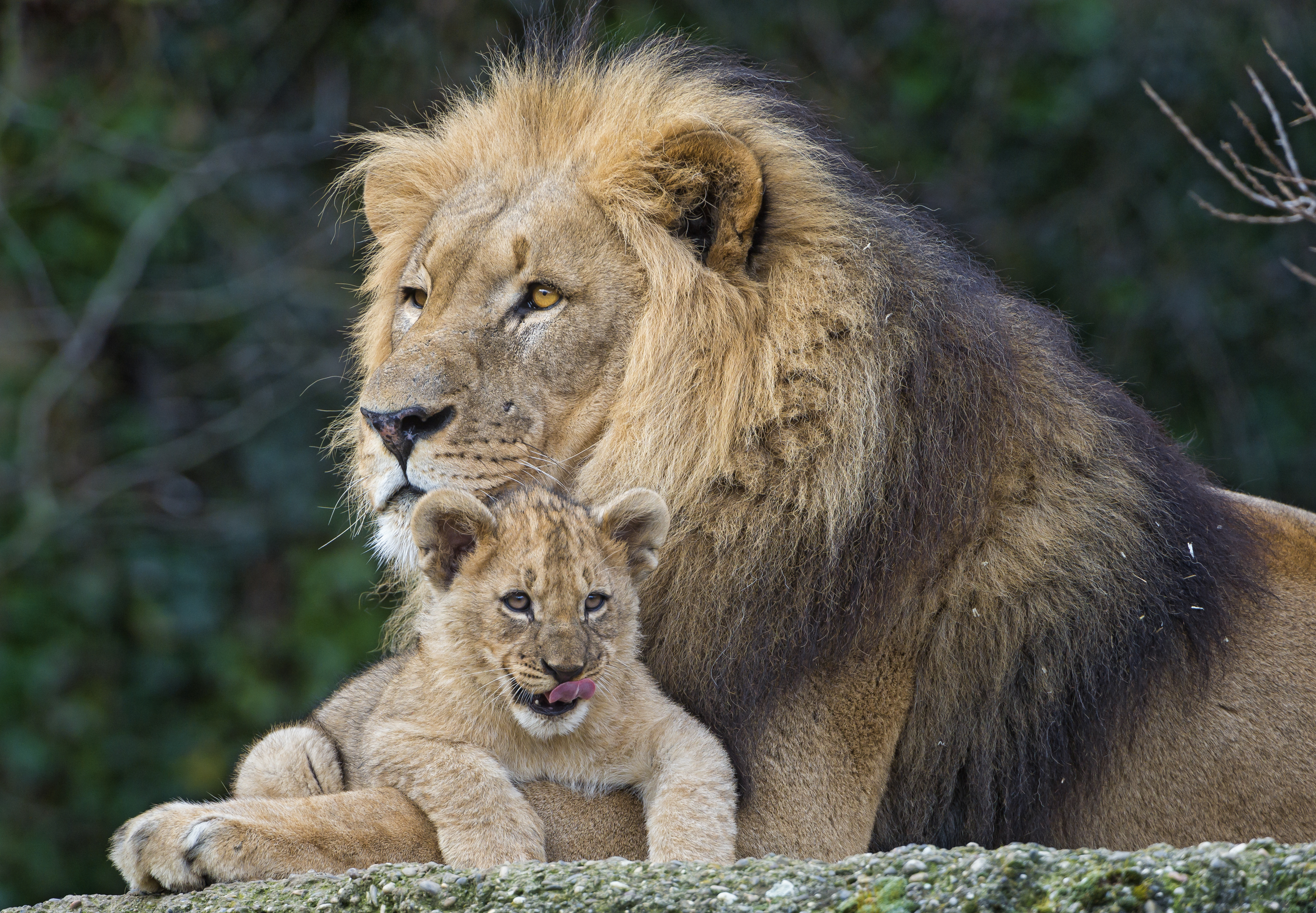 Lion And Its Cub - HD Wallpaper 