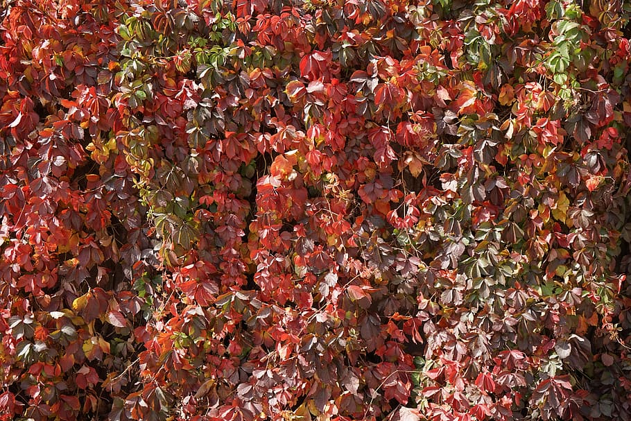 Mur Végétal Rouge - HD Wallpaper 
