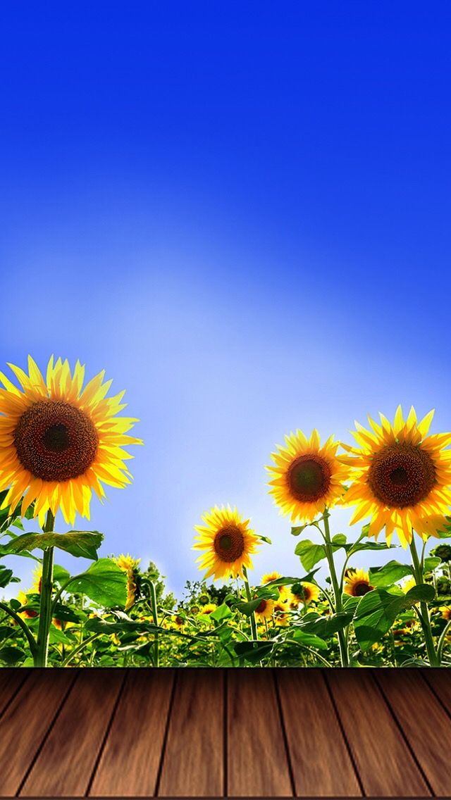 Best 25 Sunflower Iphone Wallpaper Ideas On Pinterest - Free Wallpaper Of Sunflowers - HD Wallpaper 