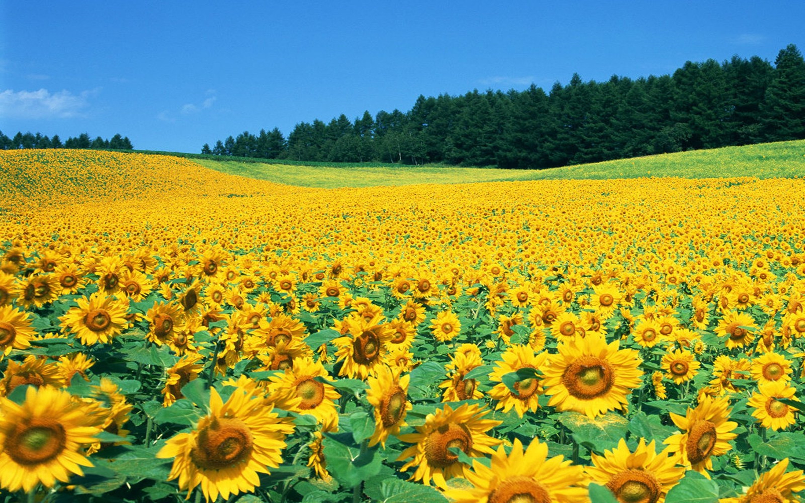 Sunflower Background Field - HD Wallpaper 