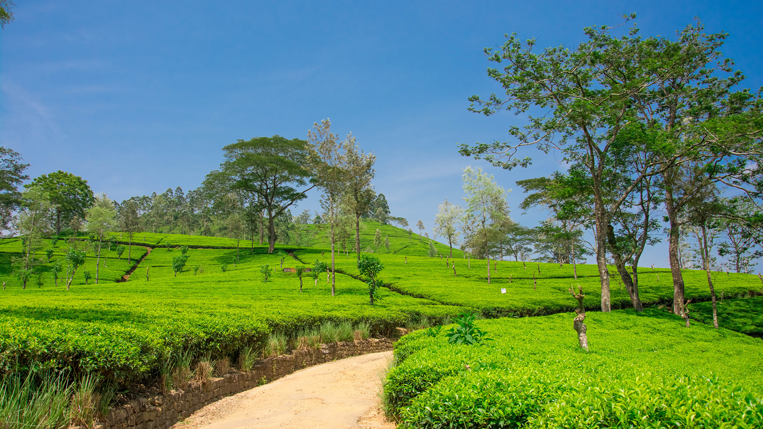Full Hd Nuwara Eliya Hd - HD Wallpaper 