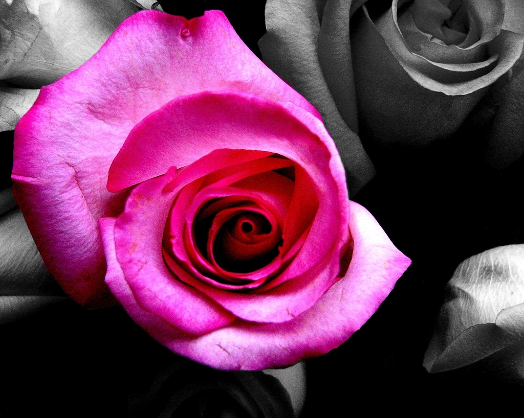 Black, Pink, And Rose Image - Black And White With Pink - HD Wallpaper 