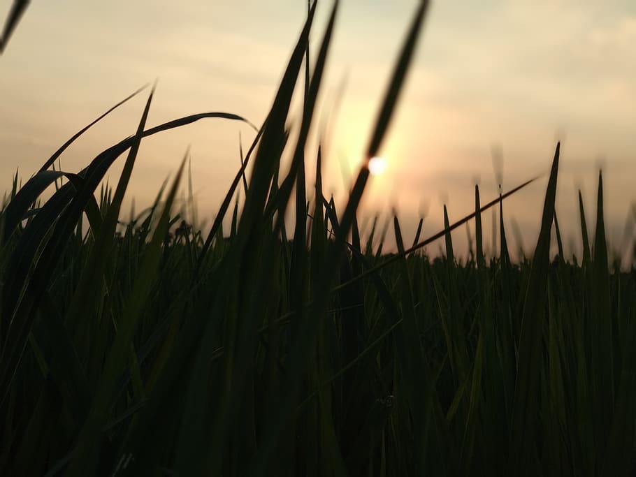 Grass - HD Wallpaper 