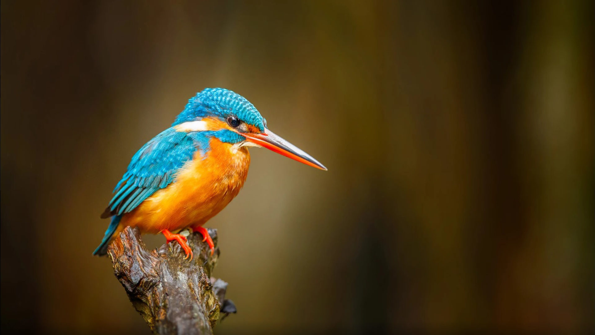 Kingfisher Bird Hd - HD Wallpaper 