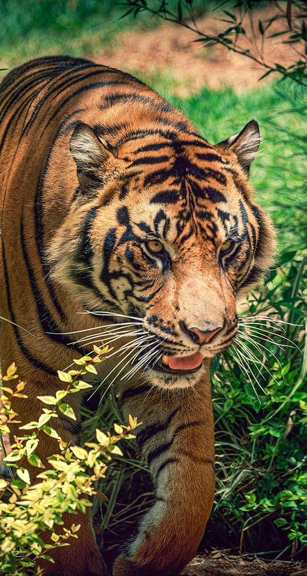 Wild Animals Wallpaper - HD Wallpaper 