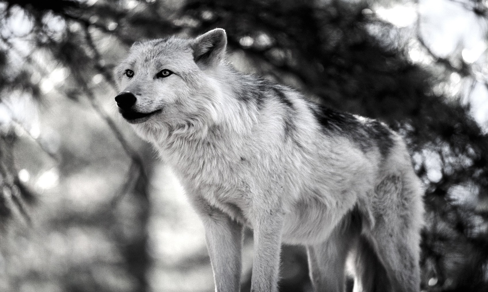 Animal Wallpapers, Wild Animal Wallpapers, Animal Planet, - Android Wallpapers Animal Planet - HD Wallpaper 