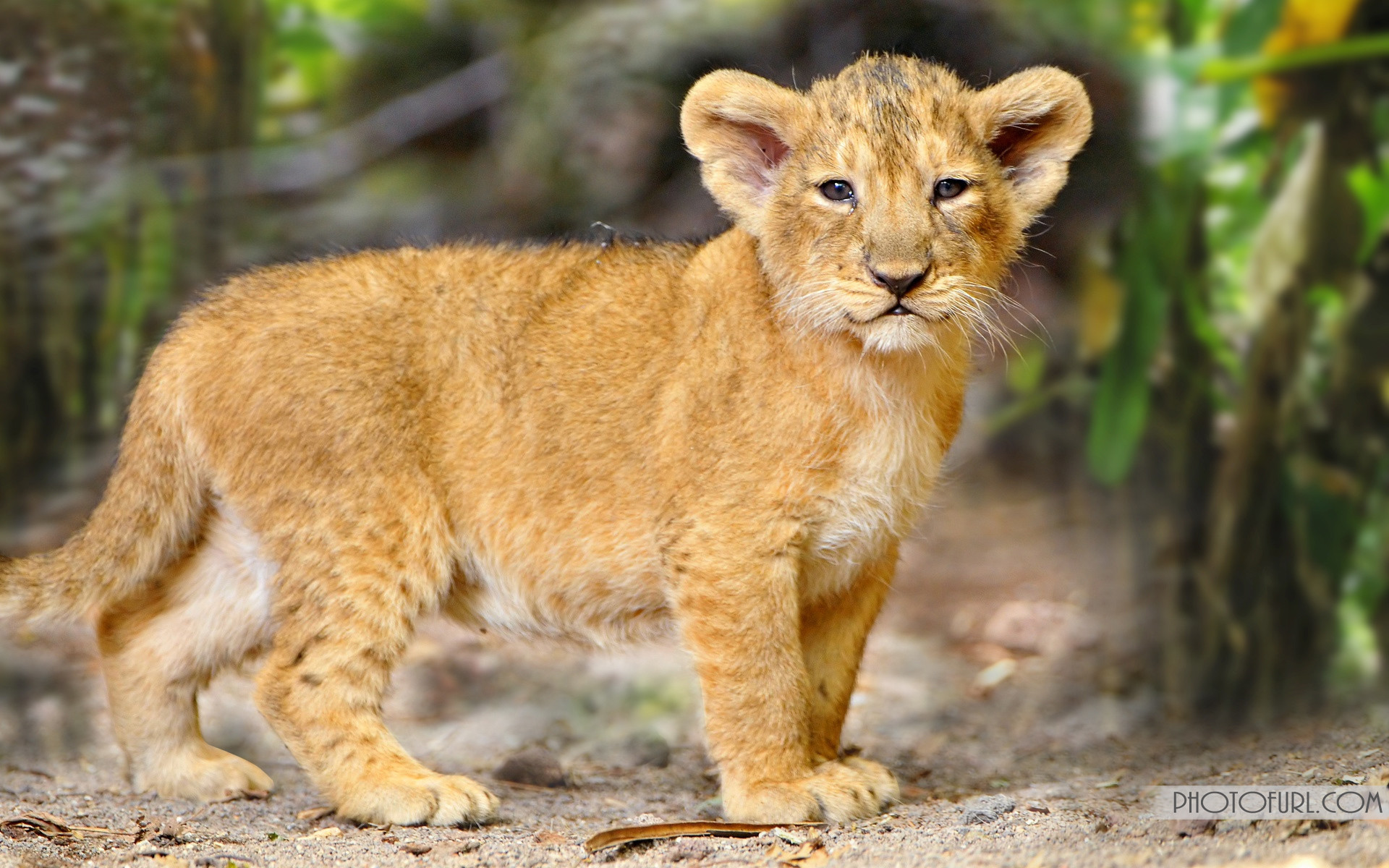 Wild Animals Wallpapers - Real Life Animals In Forest - HD Wallpaper 