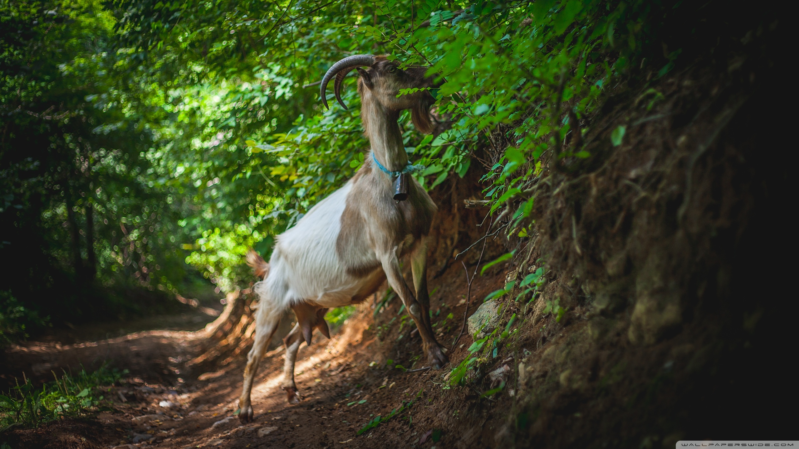 Goats With Flowers Desktop Background - HD Wallpaper 