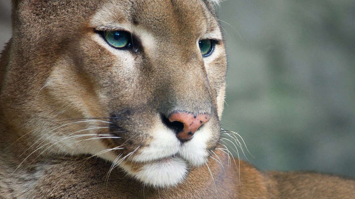 Download Wallpaper A Beautiful Brown Cougar - High Resolution Wild Animal - HD Wallpaper 