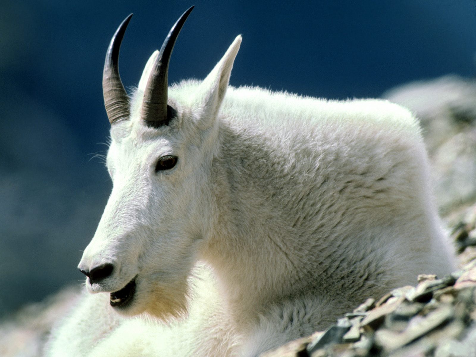 Mountain Goat Montana - Female Mountain Goat Horns - HD Wallpaper 