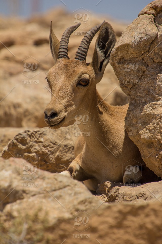 Springbok - 640x960 Wallpaper - teahub.io