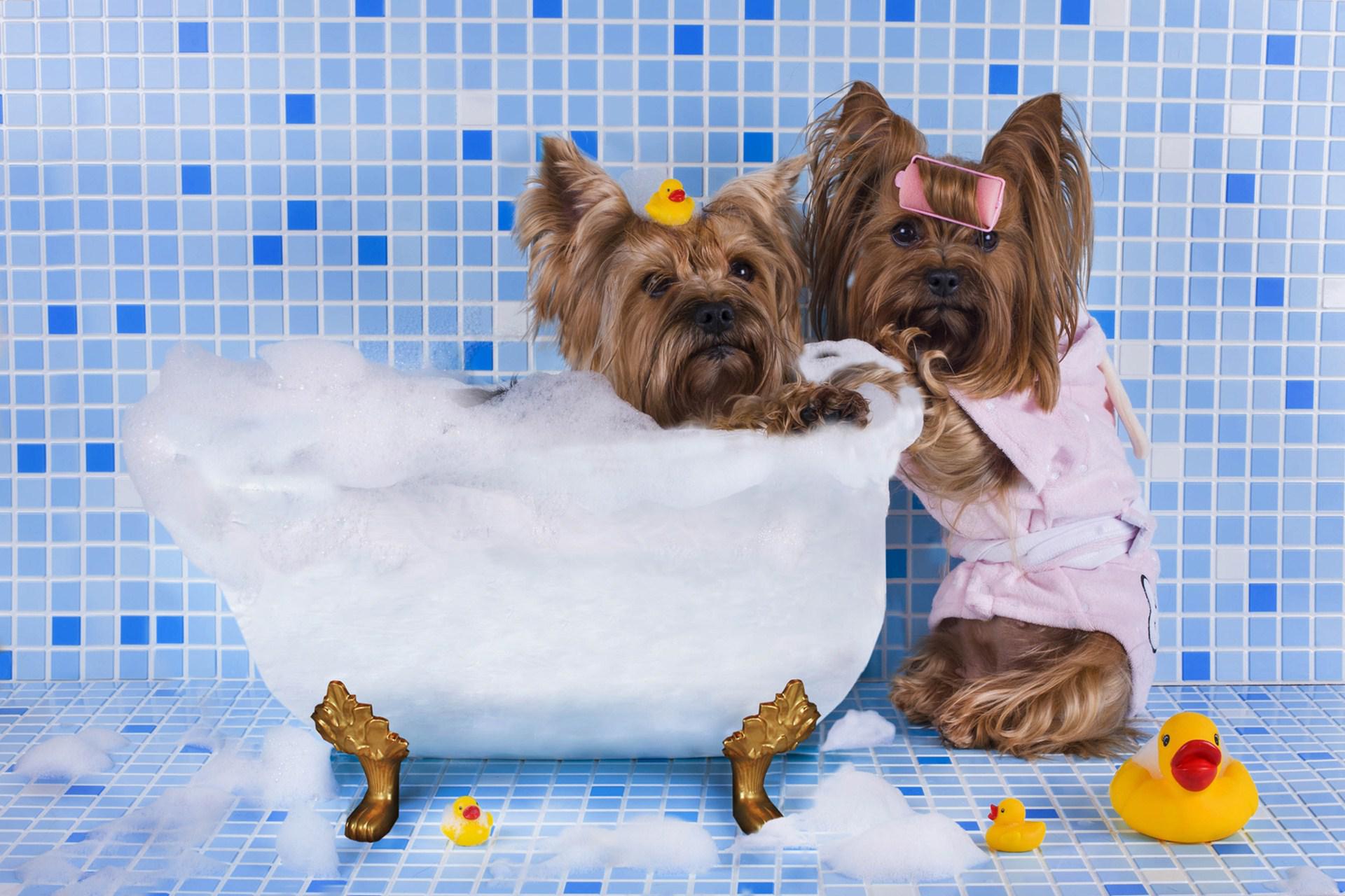 Hd Dog Bathing Funny Wallpaper - Dog Bath 1080p - HD Wallpaper 