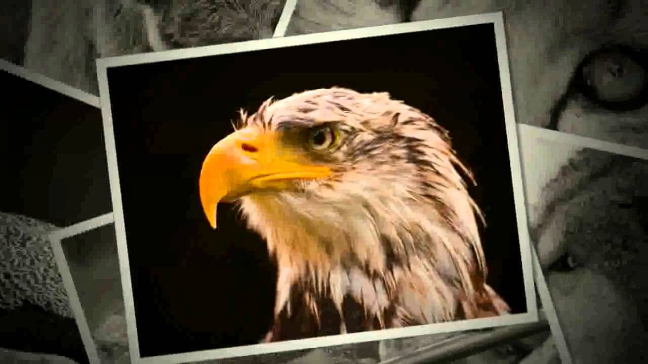 Bald Eagle - HD Wallpaper 