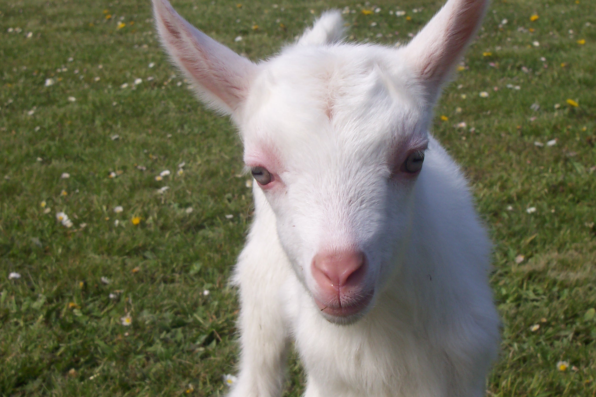 Baby Goat Wallpaper - Stoner Goat Meme - HD Wallpaper 