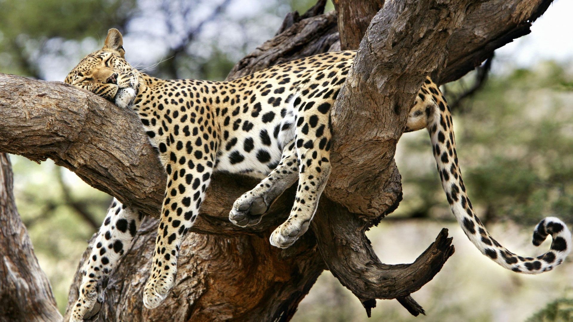 Amur Leopard In A Tree - HD Wallpaper 
