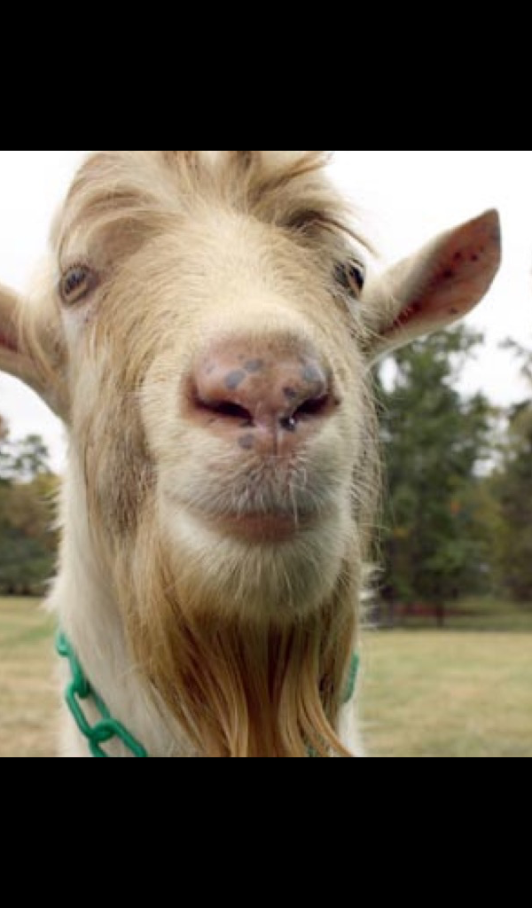 Funny Goats - HD Wallpaper 