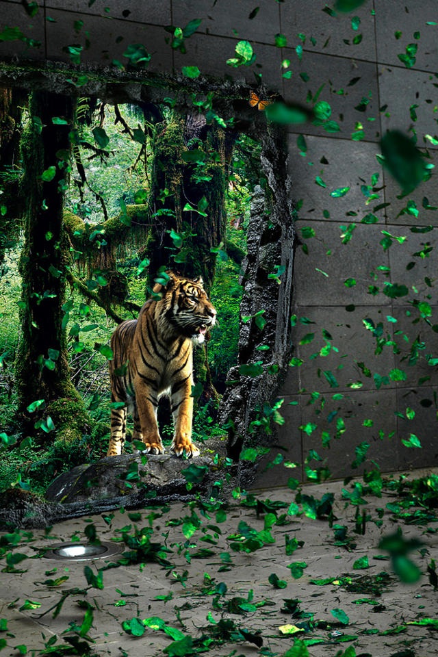 Wild Animal Wallpaper Iphone - 640x960 Wallpaper 