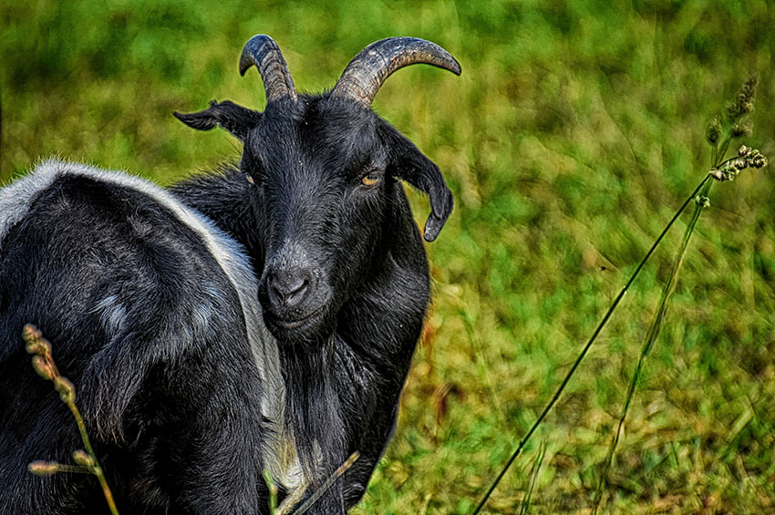 Goat Farm In Gujarat - HD Wallpaper 
