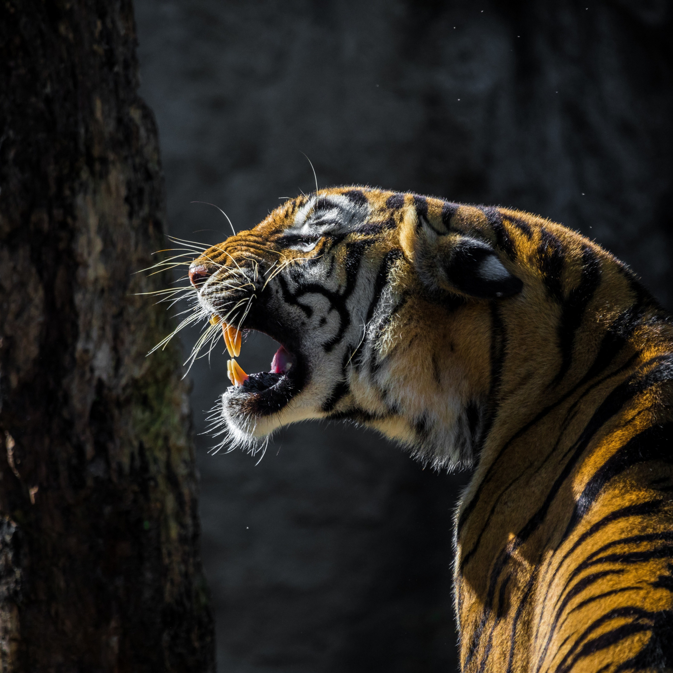 Tiger, Roar, Wild Animal, Wallpaper - Am Silent That Doesn T Mean - HD Wallpaper 