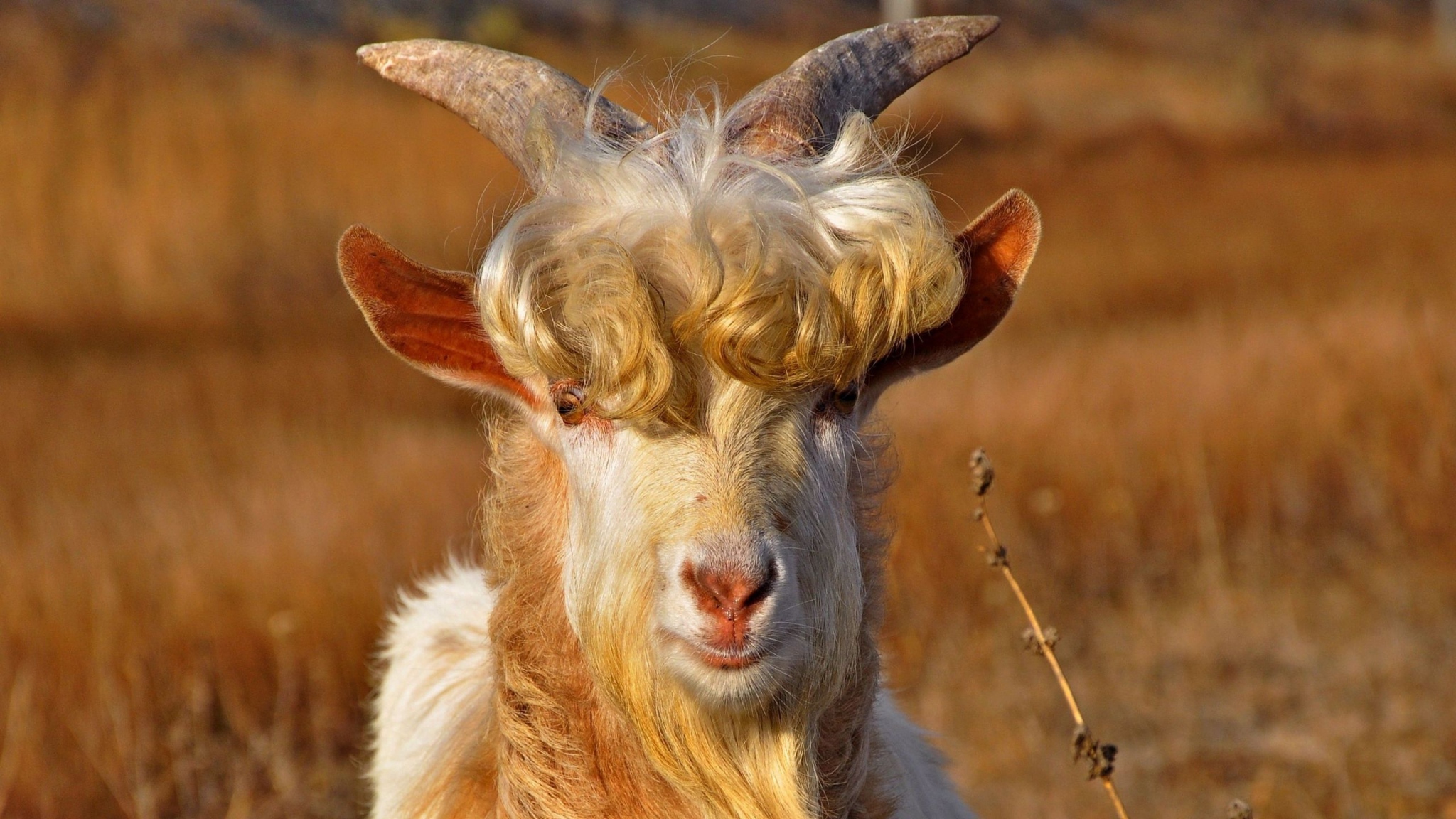 Goat Quality Images For Laptop - Goat With Blonde Hair - HD Wallpaper 
