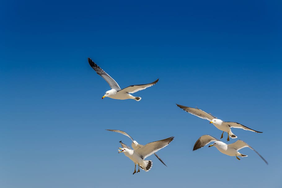Seagull, Haeundae Beach, New, Beautiful Bird, Korea, - European Herring Gull - HD Wallpaper 