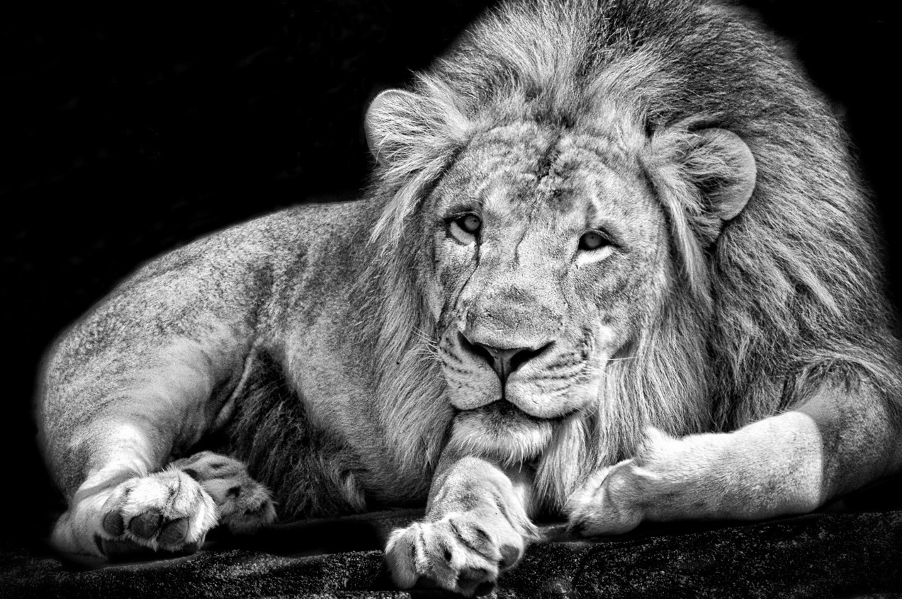 Free Cool Wild Animal Wallpaper Hd Resolution Â« Long - Wild Animal Wallpapers Hd - HD Wallpaper 