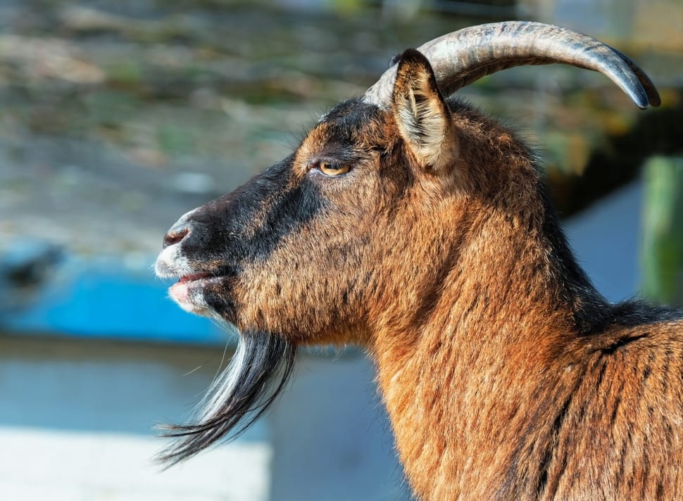 Horns, Goatee, Billy Goat, Goat, One Animal, Focus - Billy Goat - HD Wallpaper 