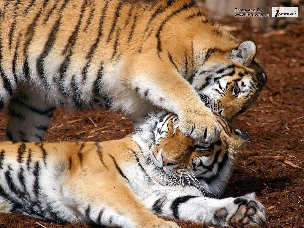 Tigers Playing In The Wild - HD Wallpaper 