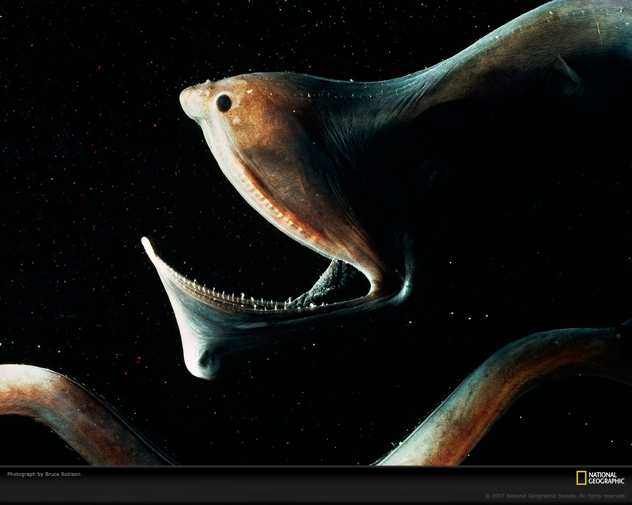 Umbrella Mouth Gulper Eel - HD Wallpaper 