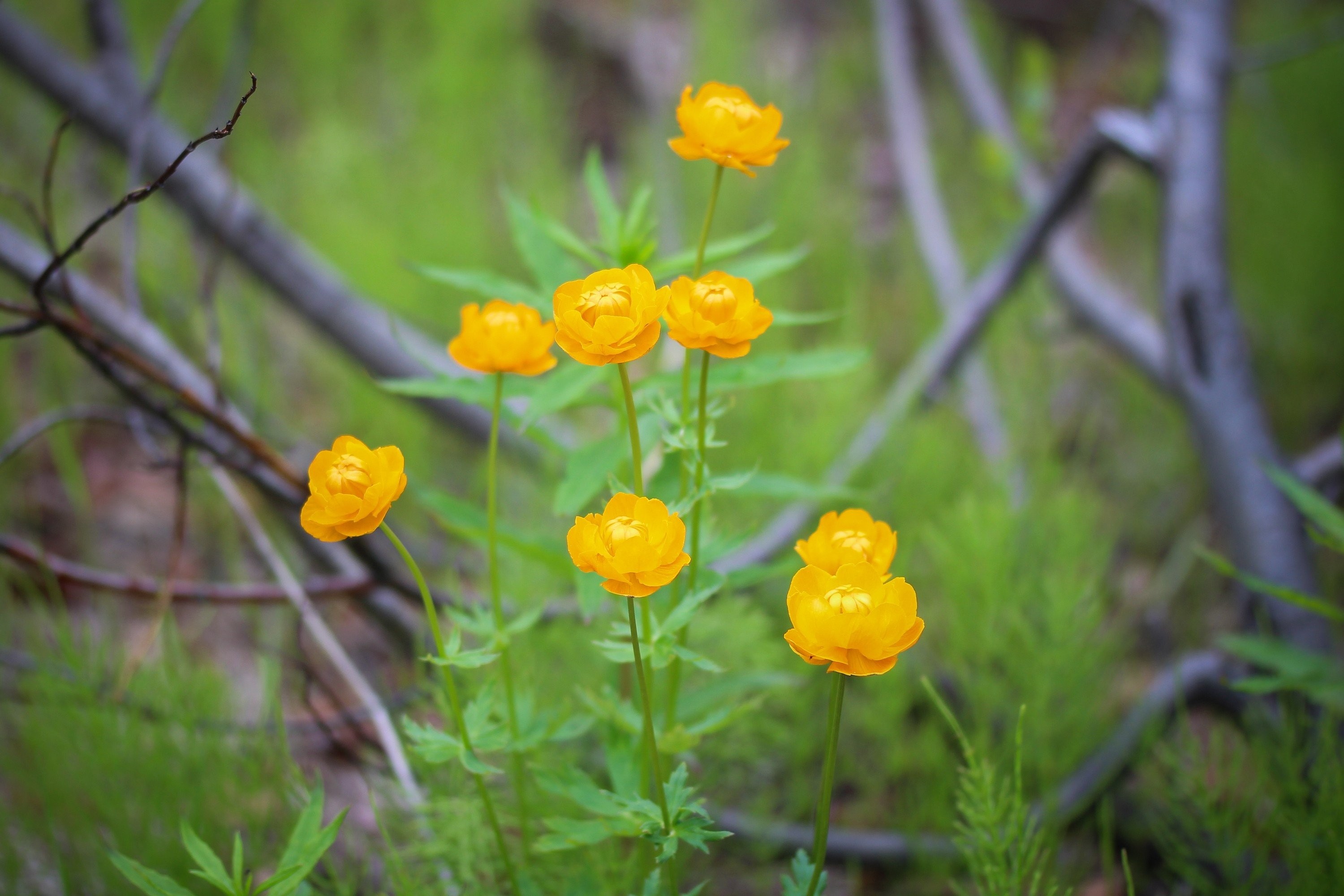 Download, Taimyr, Flowers, Nature, Beautiful,hot, Summer - Lovely Nature And Flowers - HD Wallpaper 