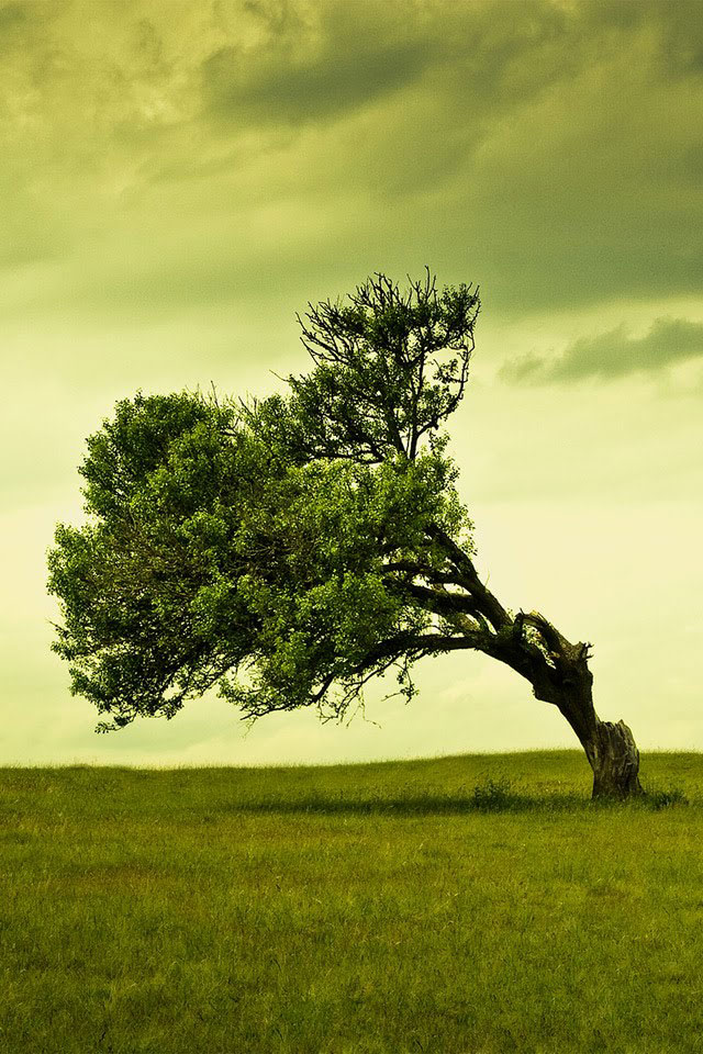Hd Tilted Tree Android Wallpapers - Tree Bending In Wind - HD Wallpaper 