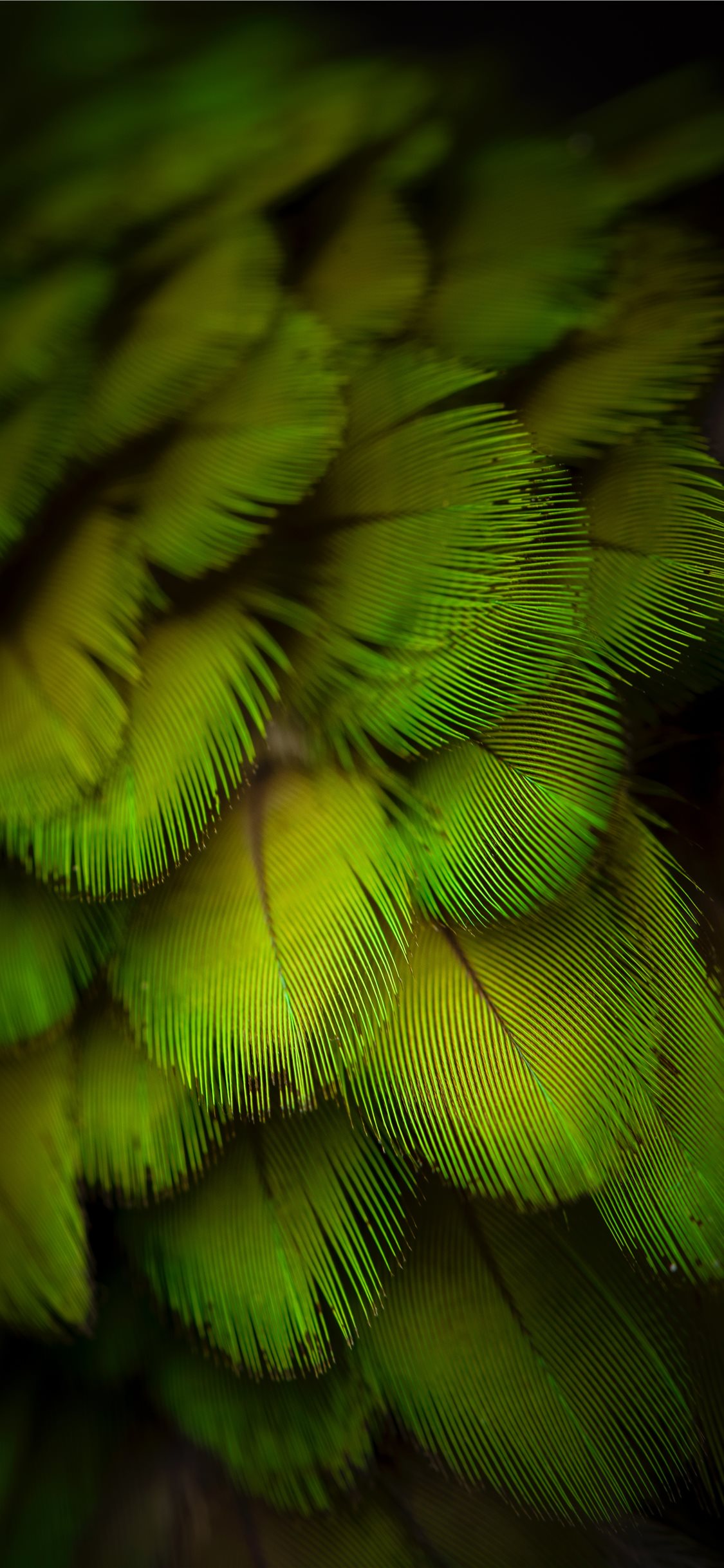 Feather Wallpaper Iphone X - HD Wallpaper 