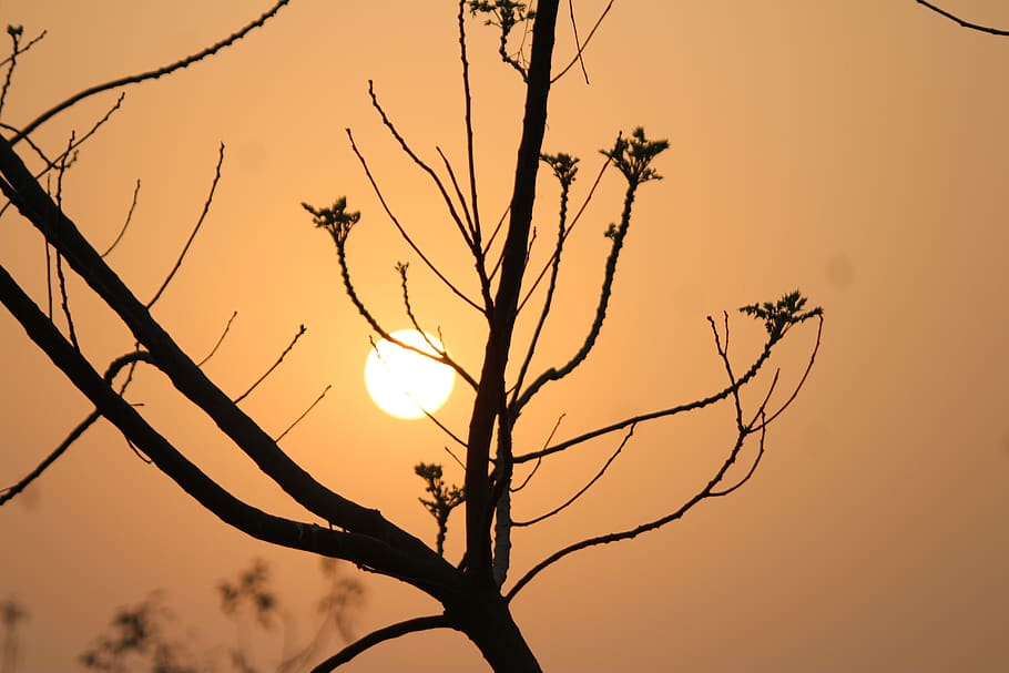 India, Balurghat, Chakvrigu, Unsplash, Sunset, Evening - Twig - HD Wallpaper 