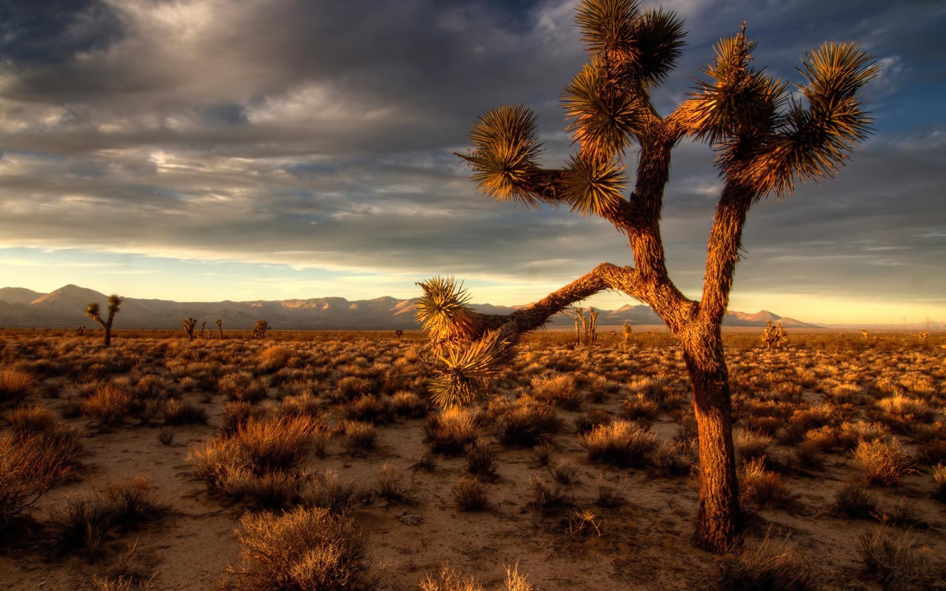 U2 The Joshua Tree Hd - HD Wallpaper 