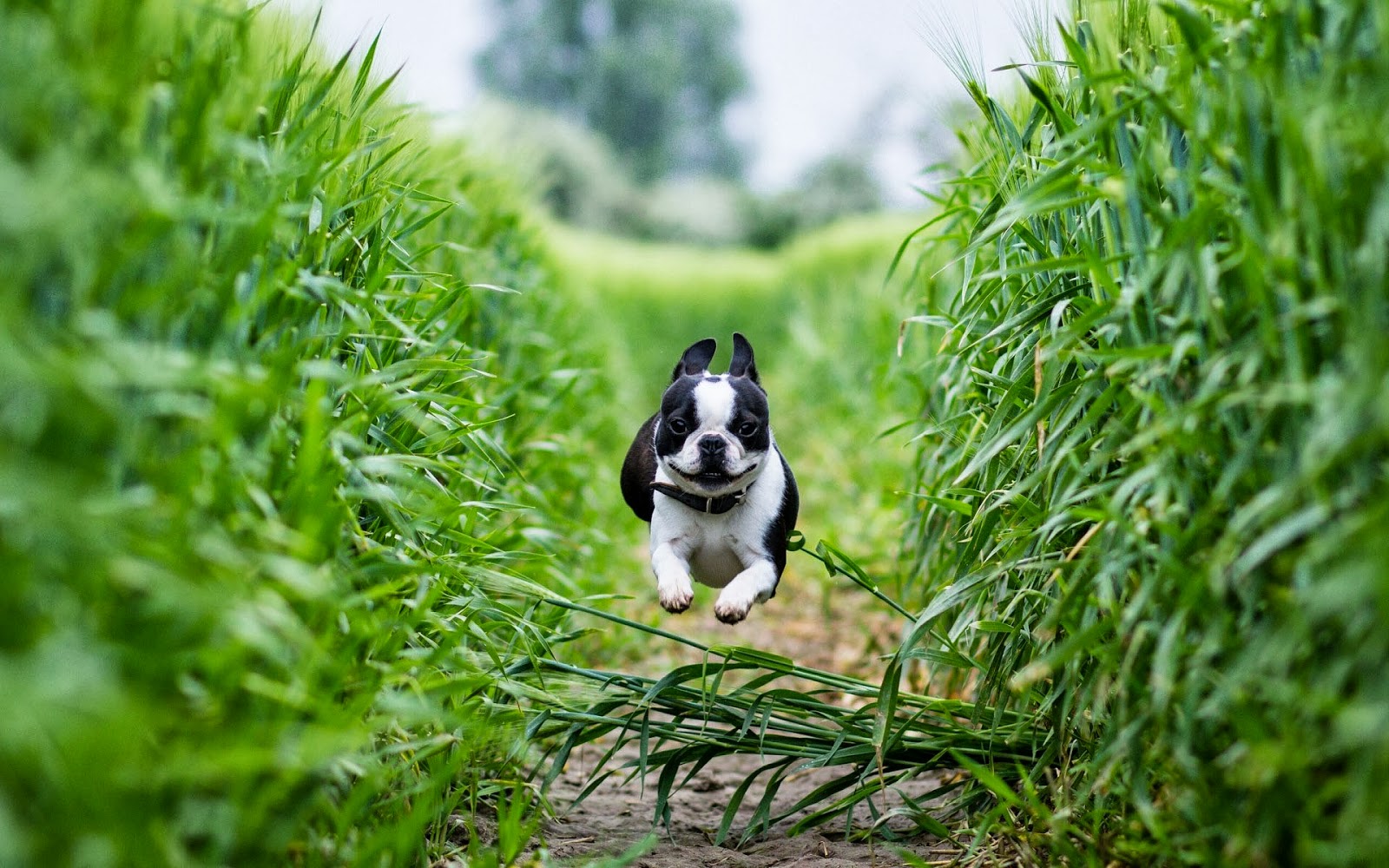 Rennende Boston Terriër - Fondo Con Perritos Animados - HD Wallpaper 