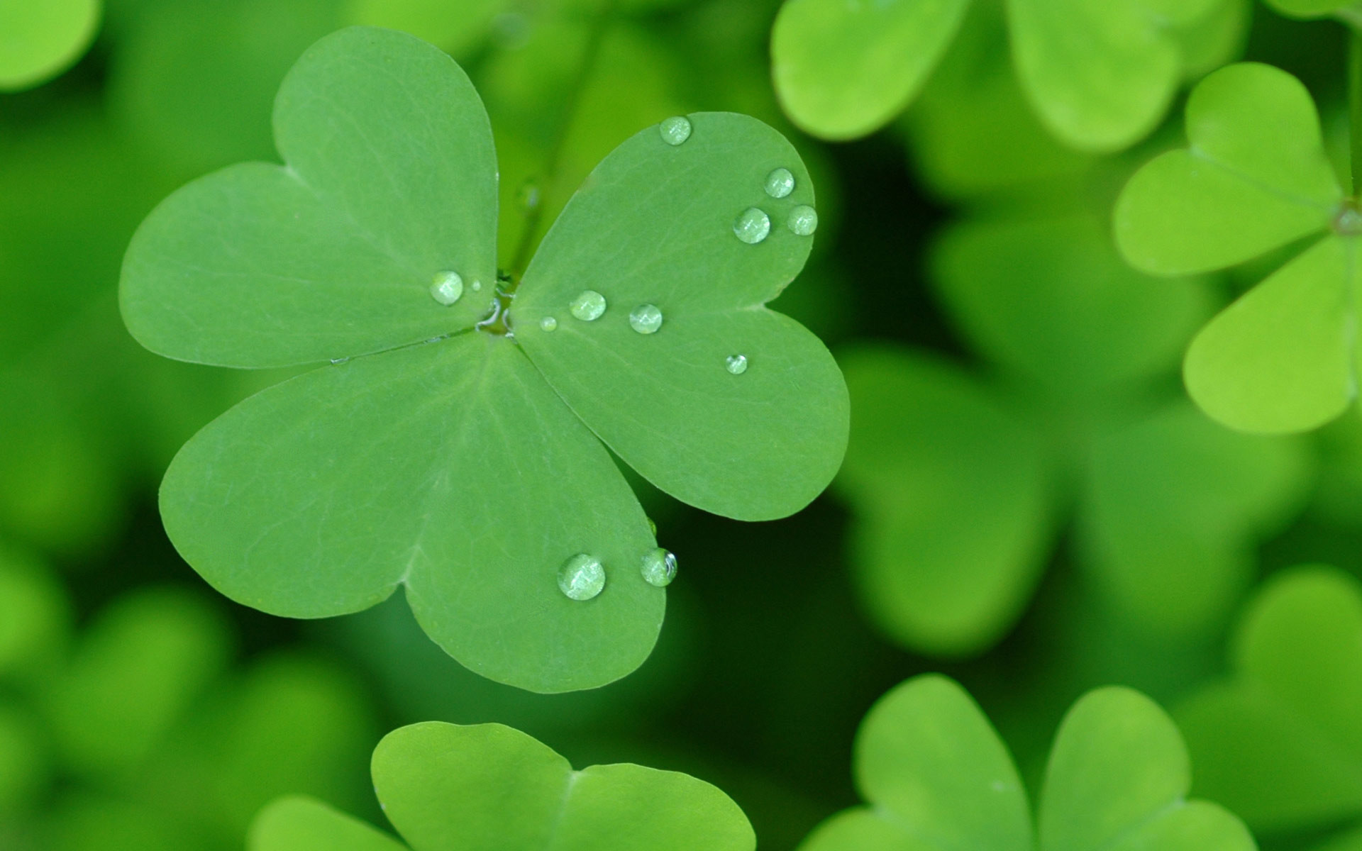 Image St Patricks Day 
 Data-src - St Patrick Desktop Background - HD Wallpaper 