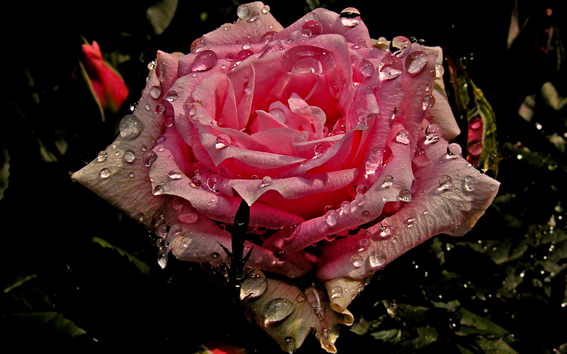 Pink Rose Water Drop - HD Wallpaper 