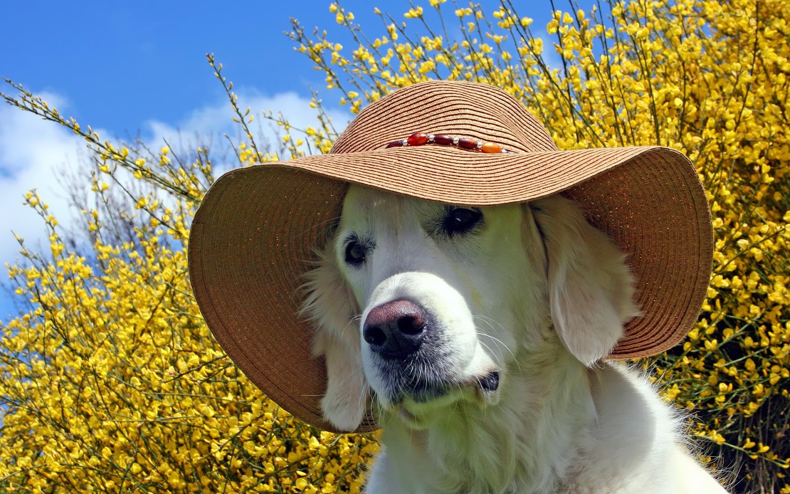Golden Retriever With Hat - HD Wallpaper 