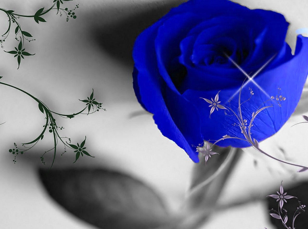 Blue Rose Full Screen - HD Wallpaper 
