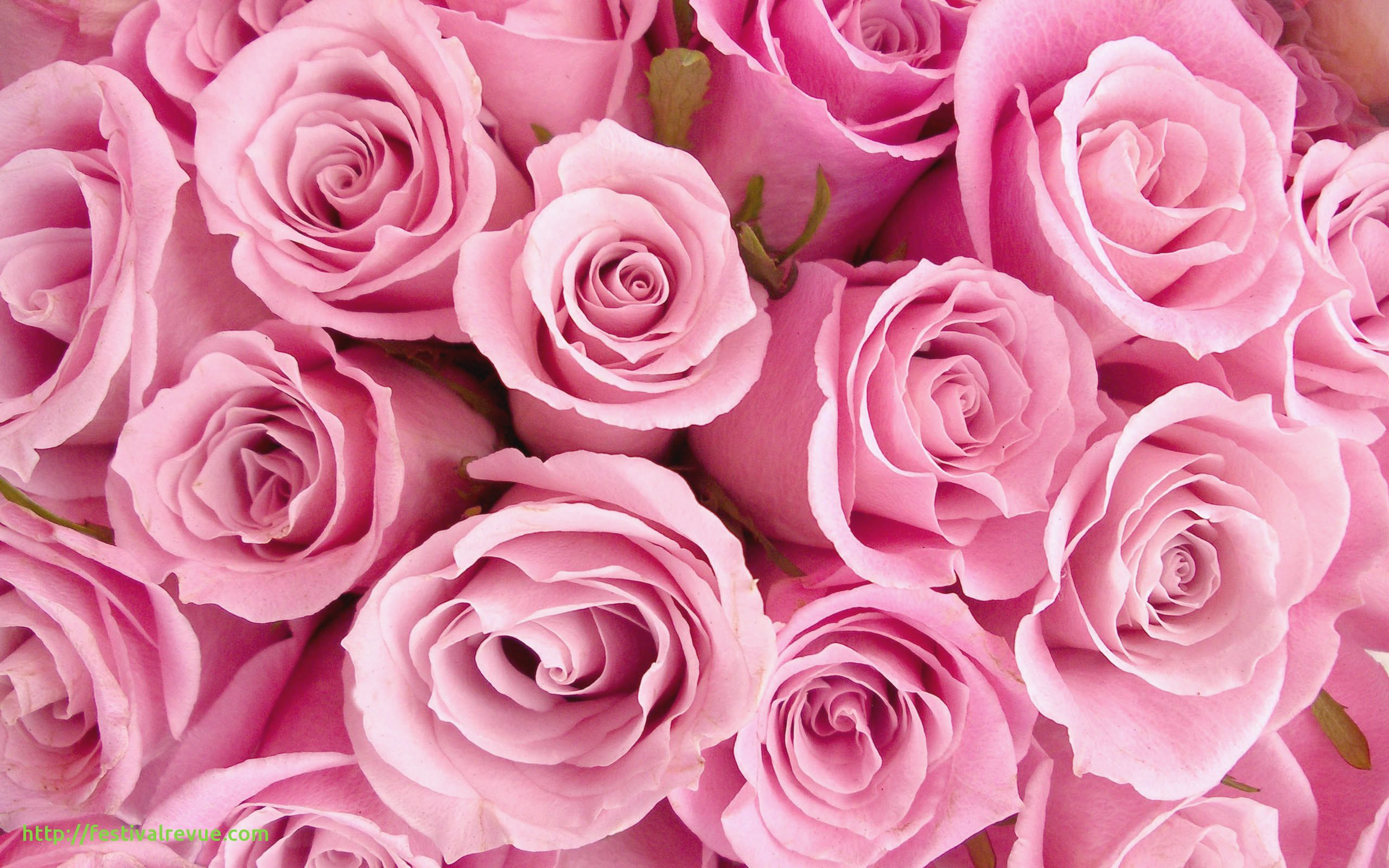 3d Rose Wallpapers Free Download - Gm Special - 2560x1600 Wallpaper - 3d Rose Wallpapers Free Download - Gm Special - 2560x1600 Wallpaper -