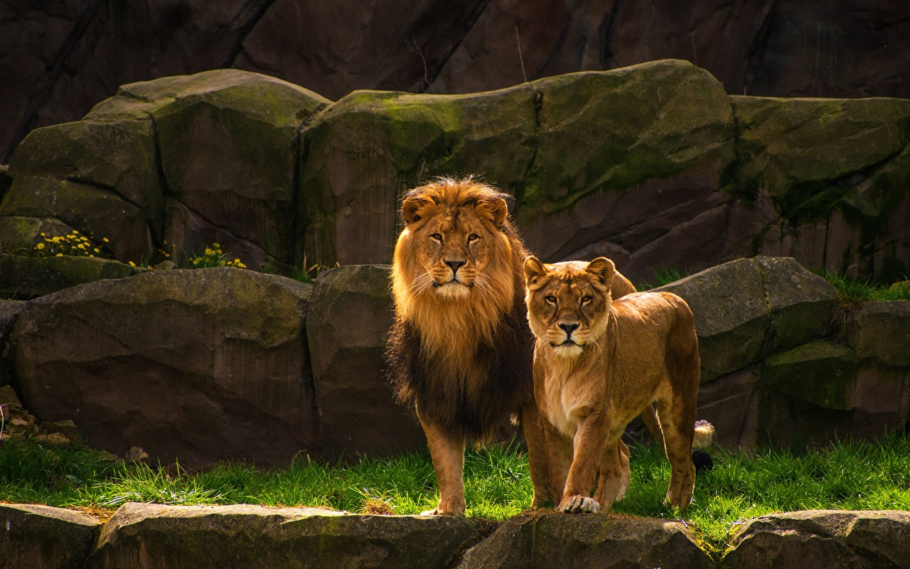 Hd Iphone Wallpaper Lion And Lioness - HD Wallpaper 